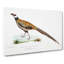 Reeves Pheasant Illustration by John Edward Gray - Wrapped Canvas-55337421