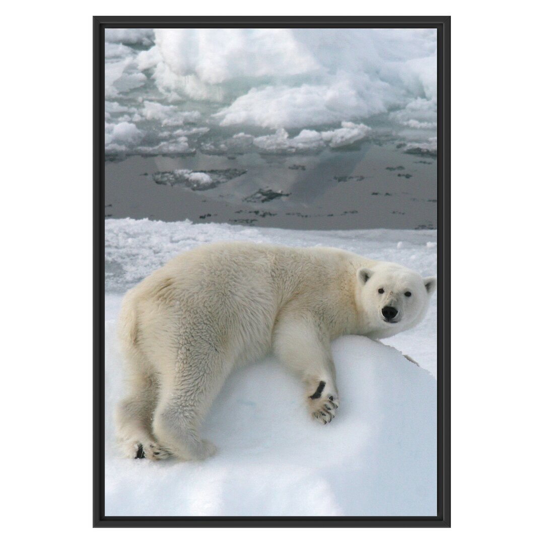 Gerahmtes Wandbild Eisbär auf Eisberg