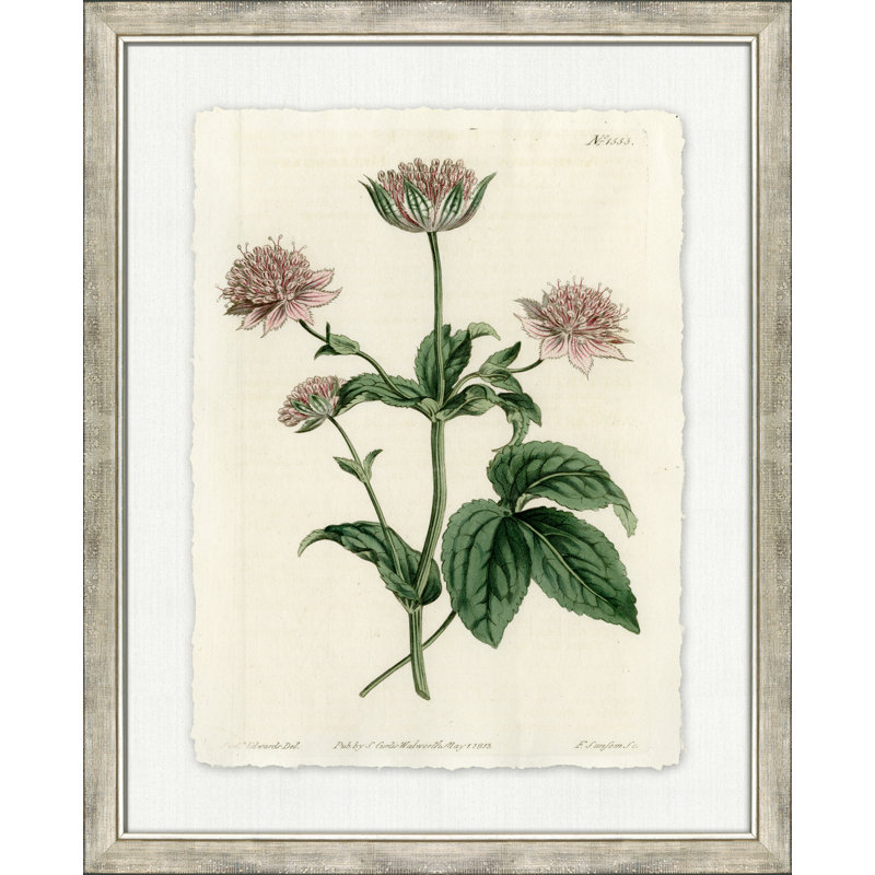 Large Antique Blush Floral III - Peinture encadrée sur papier
