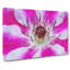 Pink Clematis Flower - Wrapped Canvas-61838709