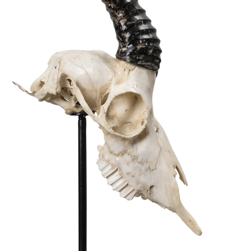 Mounted Springbok Skull