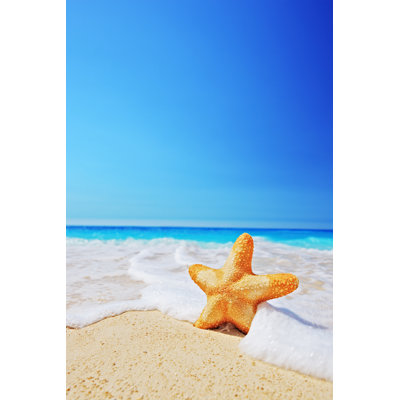 Étoile de mer sur une plage par Ljupco - Photographie sur toile tendue