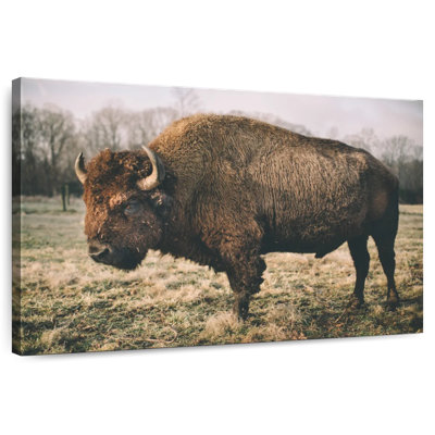 Solitary Bison IV