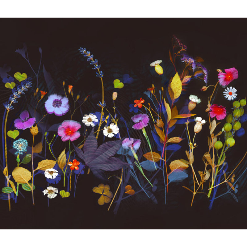 Wildflower Collection 1 Print by Todaro, Katie
