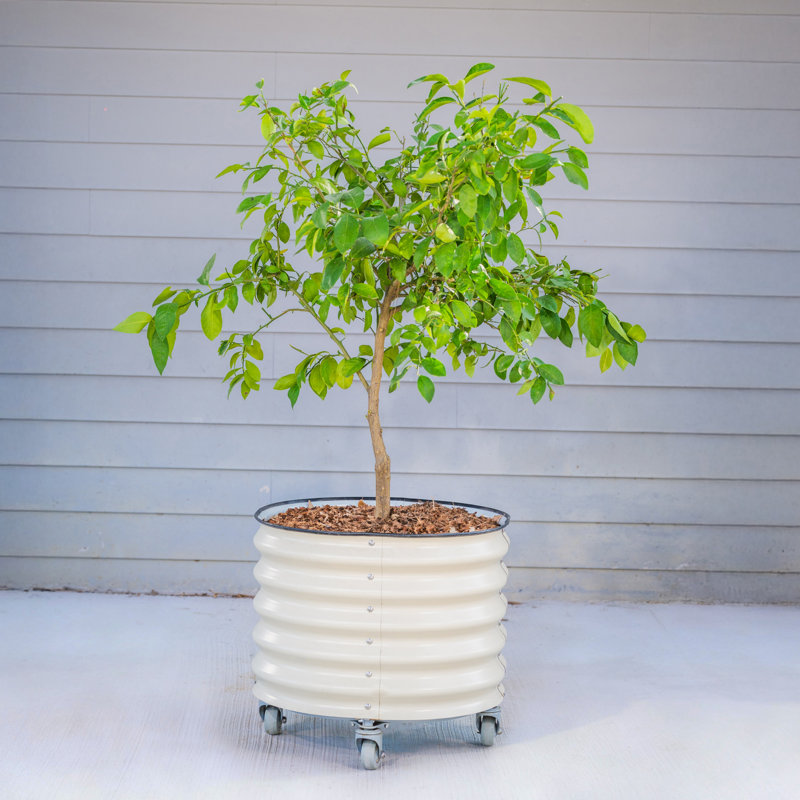 Pot à fleurs 20,5 po de hauteur et 24 po de largeur, Blanc perle