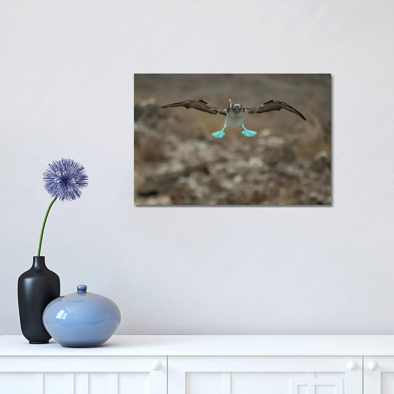 Blue-Footed Booby Flying, Punta Vicente Roca, Isabela Island, Galapagos Islands, Ecuador by Tui De Roy - Wrapped Canvas Print