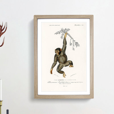 Chimpanzee by Charles D'Orbigny - Picture Frame Painting Print on MDF