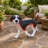 Lifelike Beagle Dog Statue