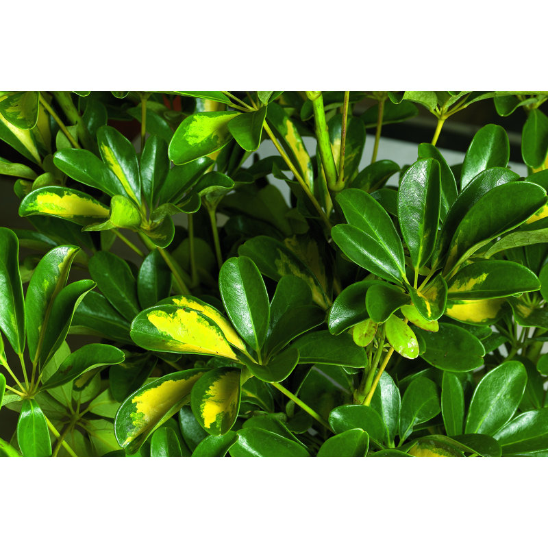 Schefflera Capella in Nursery Pot