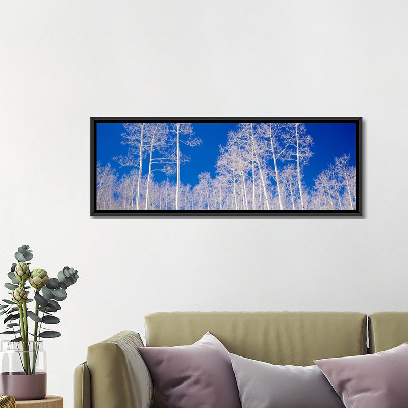 " Low Angle View Of Aspen Trees In A Forest, Utah, USA " by Panoramic Images, 20" H x 60" W x 1.5" D, Black Framed Canvas