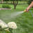 HydroTech Expandable Burst Proof Garden Hose with Heavy Duty Brass Valve