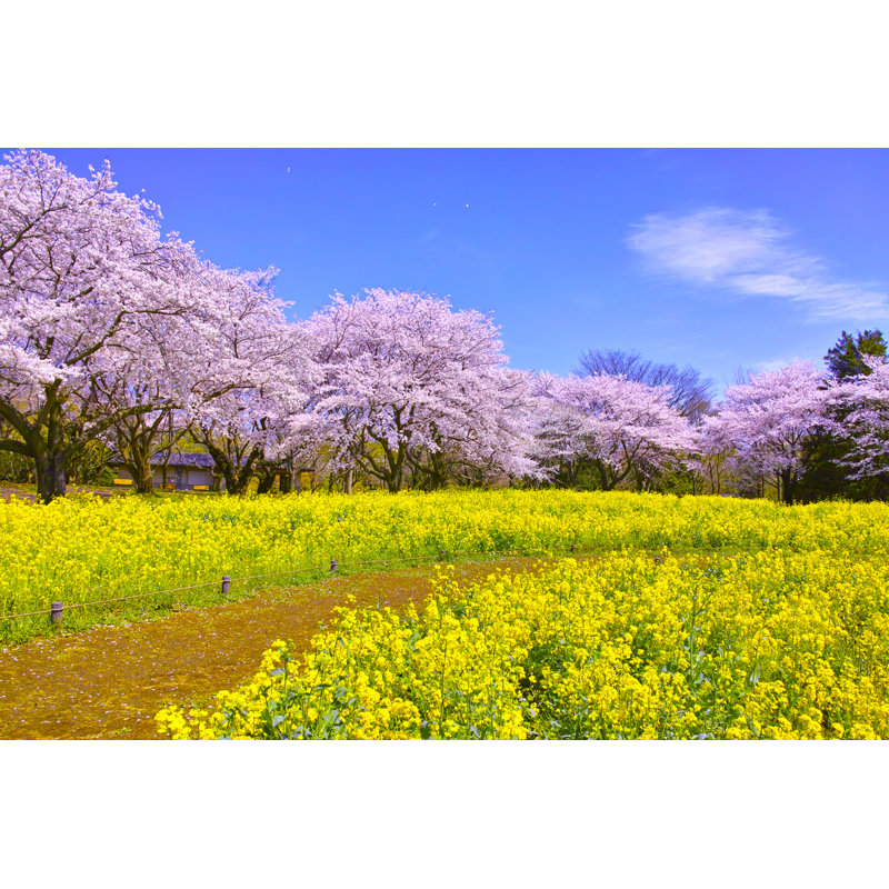 Kincheloe Cherry Blossoms - Wrapped Canvas Print, 81cm H x 122cm W x 3.8cm D