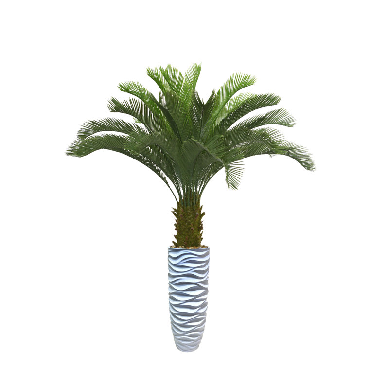 Cycadeau de Panama en pot
