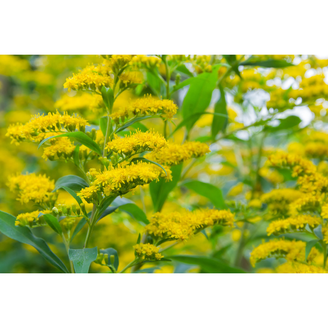 Solidago Goldenrot von AnnekeDeBlok - Kunstdrucke auf Leinwand