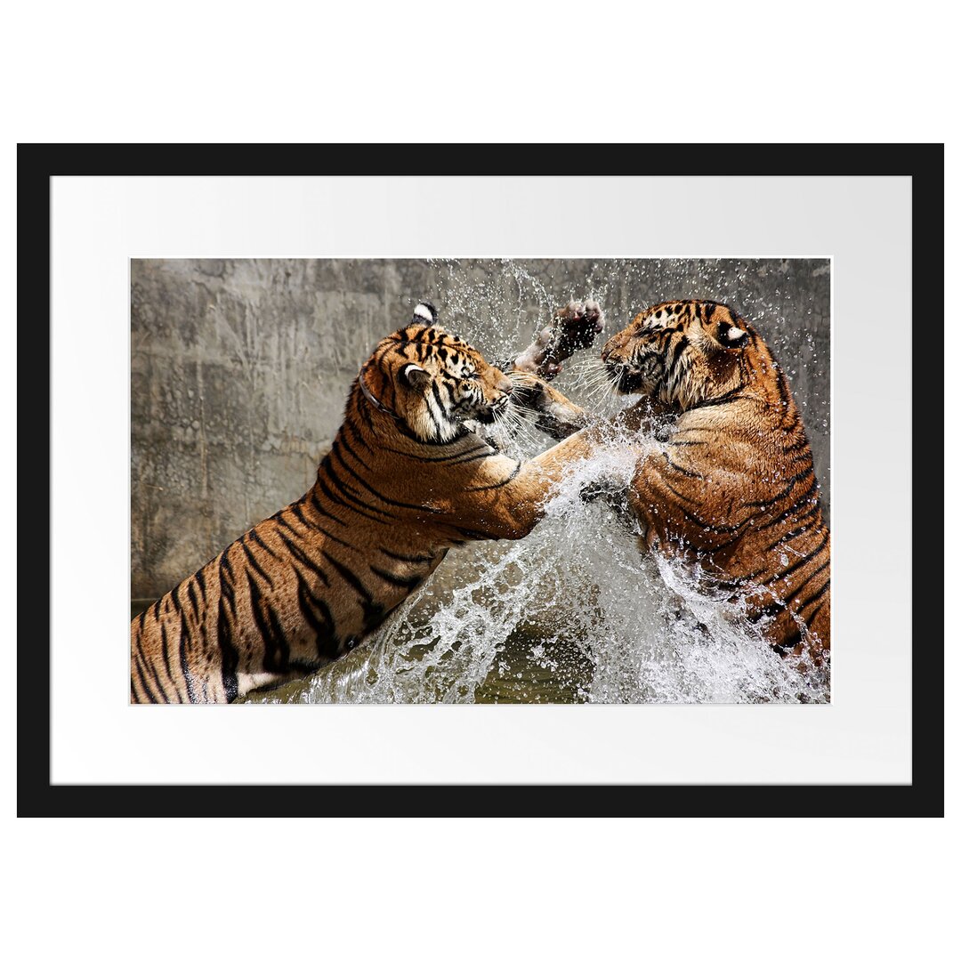 Gerahmtes Poster Kämpfende Tiger im Wasser