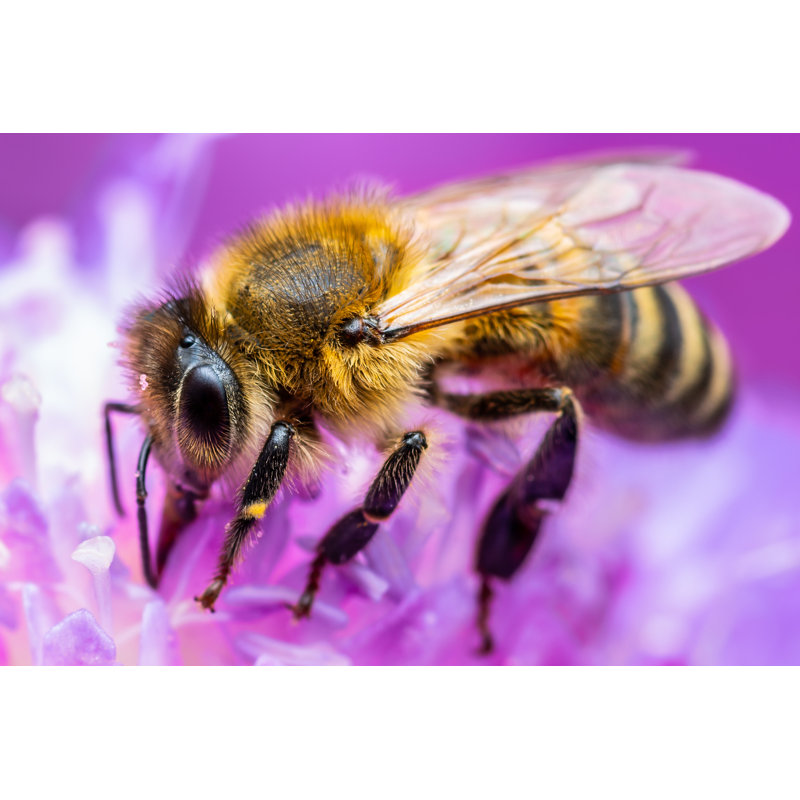 «Deloras Honey Bee On Canvas» par Nechaev-Kon, photographie, H 8 po x l 12 po