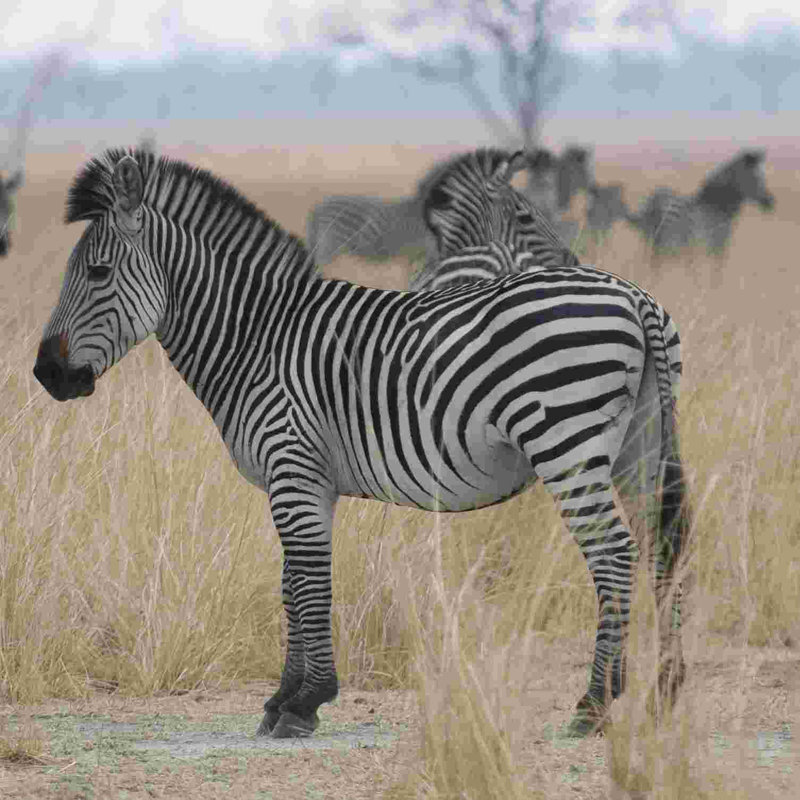 Zèbres en un coup d'œil - impression sur toile tendue, H 12 po x l 12 po