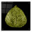 «Feuille verte» par PhotoINC Studio-159307693