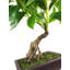 Annistyn 50cm Faux Ficus Tree in Pot