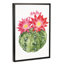 « cactus fleuri iii » par grace-pop, reproduction d’art-49904740-49904734
