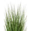 120cm Plant