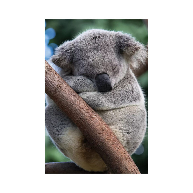 Koala Male Sleeping, Queensland, Australia by Suzi Eszterhas - Wrapped Canvas Print, 20.32 cm H x 30.48 cm W