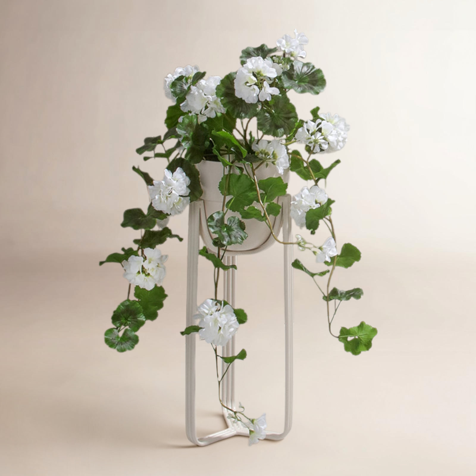 Earle UV Resistant Geranium Hanging Plant, White
