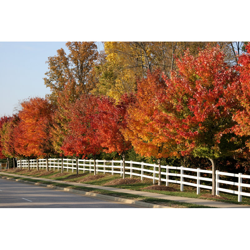 Roadside Autumn Colors par Sestevens, H 8 po x l 12 po