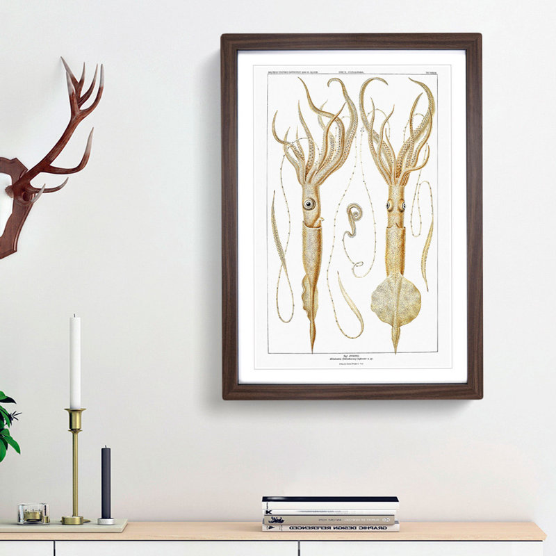 Squid Illustrations by Carl Chun - Picture Frame Painting Print, Walnut Framed, 65cm H x 48cm W x 2cm D