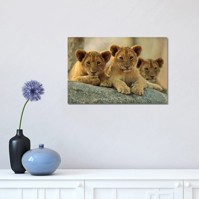 African Lion Three Cubs Resting on a Rock, Hwange National Park, Zimbabwe 1 Piece Wrapped Canvas Wall Art