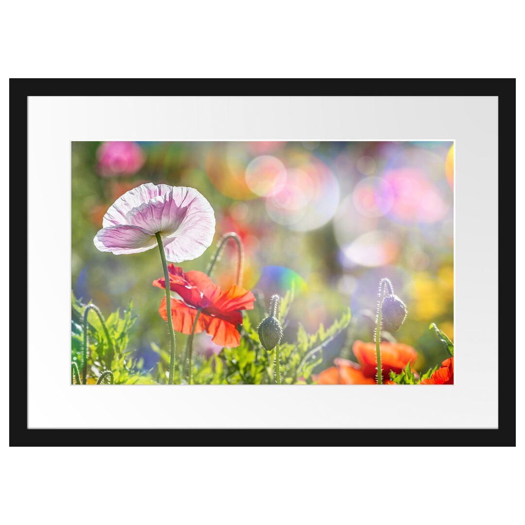 Gerahmtes Poster Kalifornischer Mohn im Frühling