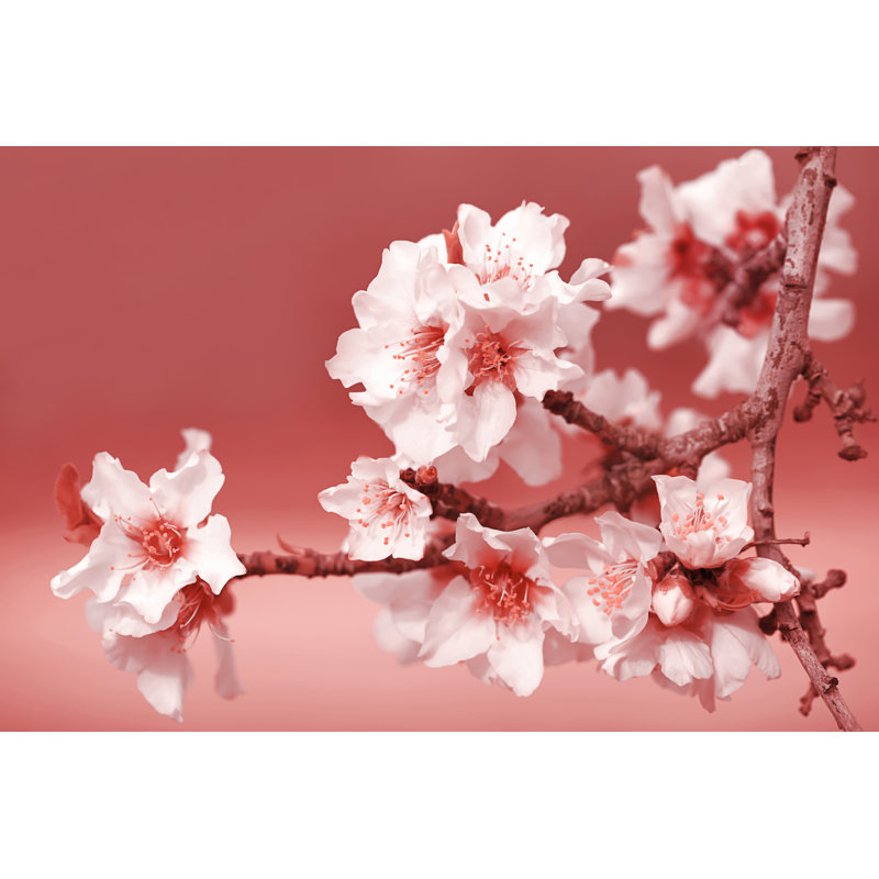 Almond Tree Flowers by Anna Bliokh - Wrapped Canvas Print, 61cm H x 91cm W x 3.8cm D