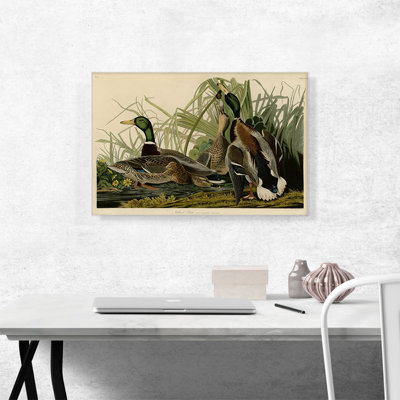 «Mallard Duck» par James Audubon, reproduction d'art sur toile tendue