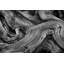 Bristlecone Study Print by Harold Davis-26677849-26677856