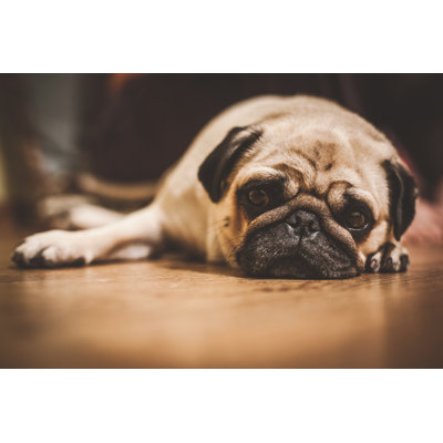 «Pug Dog» par Spilman - Photographie sur toile tendue