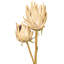 26 plantes-94734874