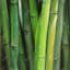 Bamboo Plant - Living Green