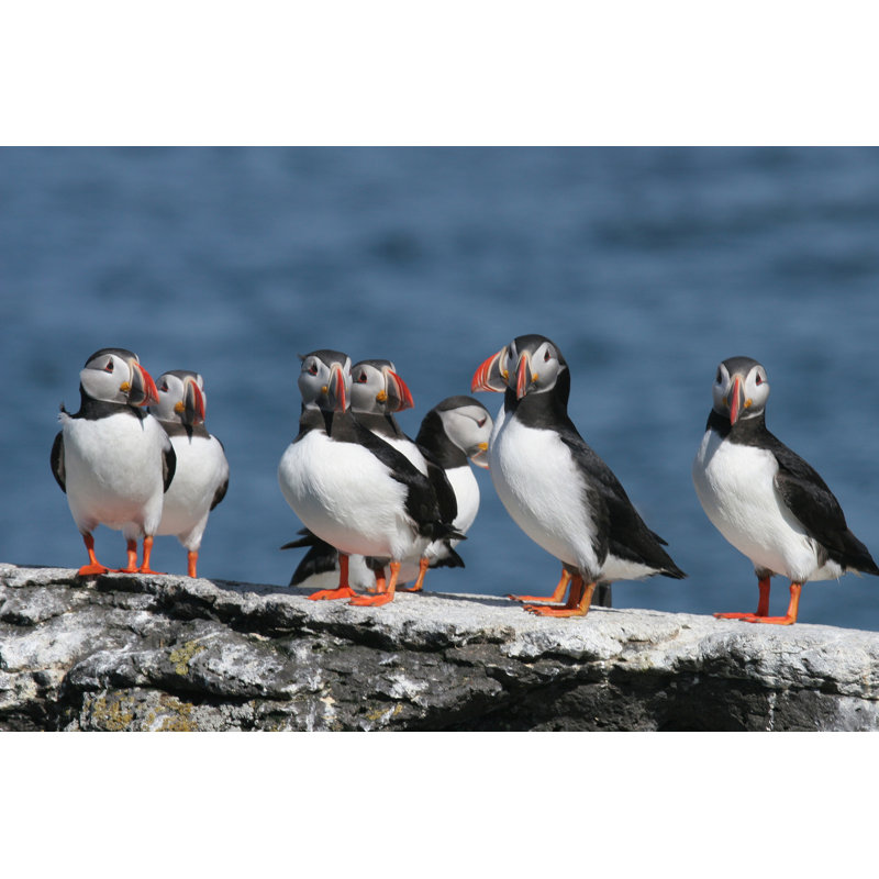 Flock Of Puffins Stand On A Rock, Iceland by Lisa Strachan - Wrapped Canvas Print, 30cm H x 46cm W x 3.8cm D