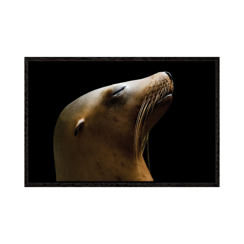 A California Sea Lion At The Houston Zoo by Joel Sartore - Gallery-Wrapped Canvas Giclée on Canvas, 66.04 cm H x 45.72 cm W
