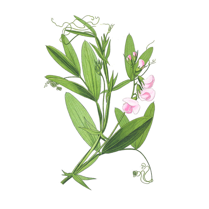 Sweet Pea Botanical - reproduction sur toile tendue, H 16 po x l 12 po