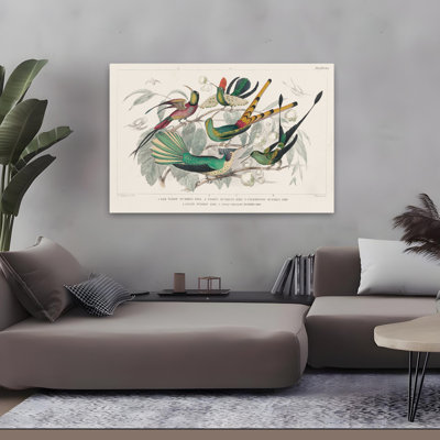 Hummingbirds Chart - Animal Bird Bird Chart Bird Study Art