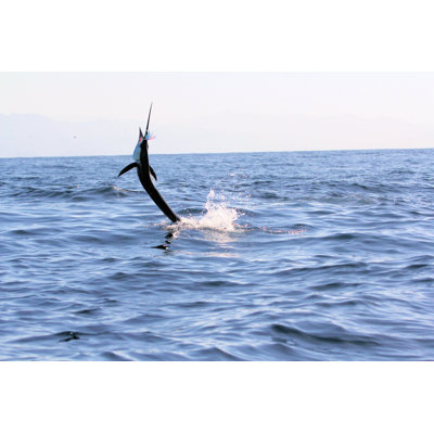 Sailfish J Jump Off par David_Pibrac - Photographie sur toile tendue