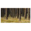 «Dark Fall Forest with Green Grass», reproduction de photo sur toile tendue-19240718