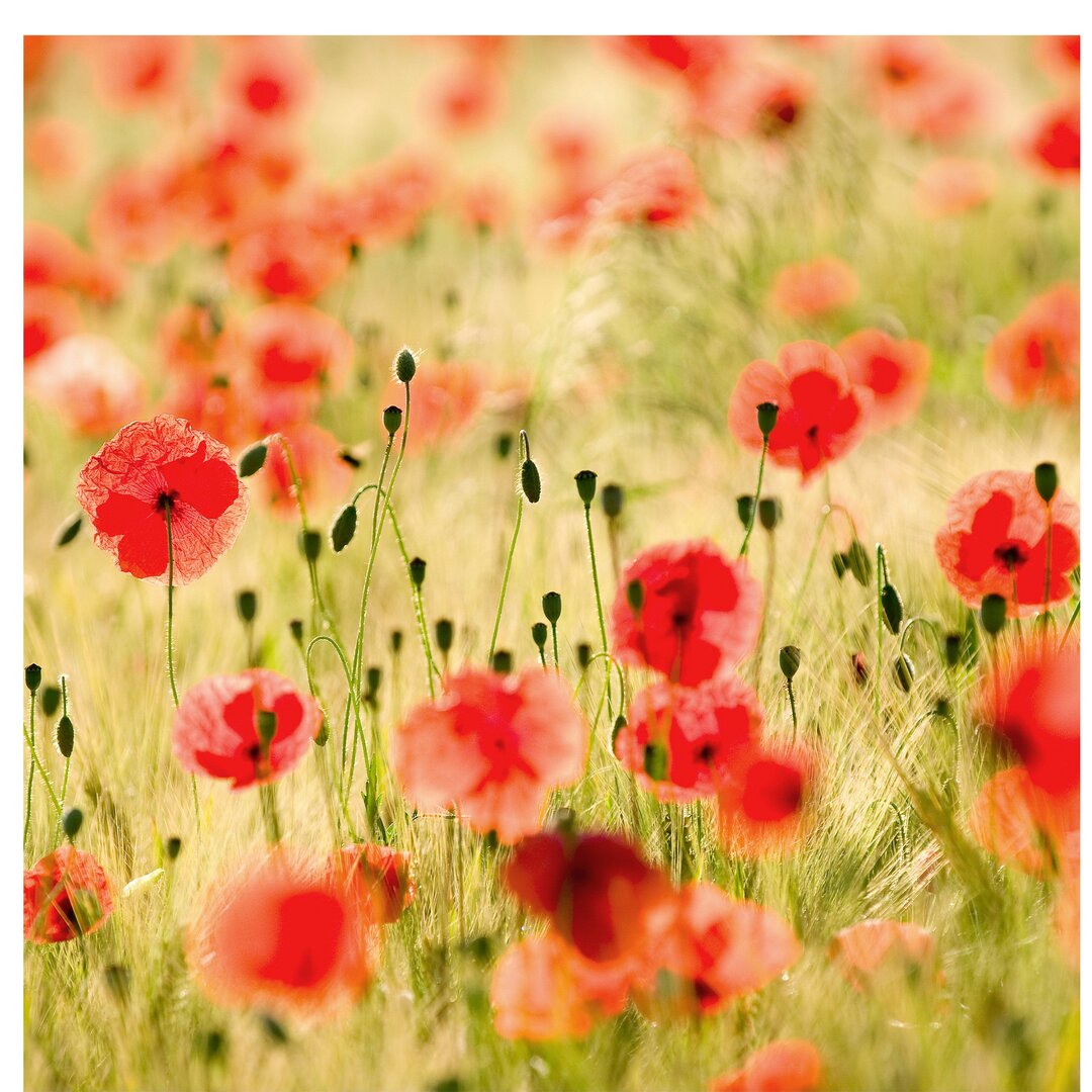 Halbglänzende Tapete Blumen Summer Poppies