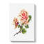 Pink Rose Illustration - Wrapped Canvas-55325538