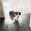 Barrière haute pour animaux Zig Zag-143428785-124681722