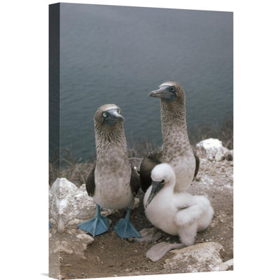 " Blue-Footed Booby Parents With Chick, Galapagos Islands, Ecuador "