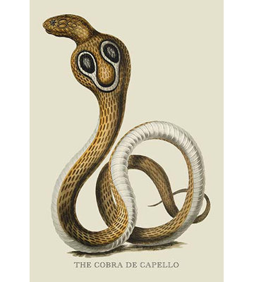 The Cobra De Capello by J. Forbes - Unframed Graphic Art