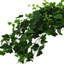Plante de 14 po