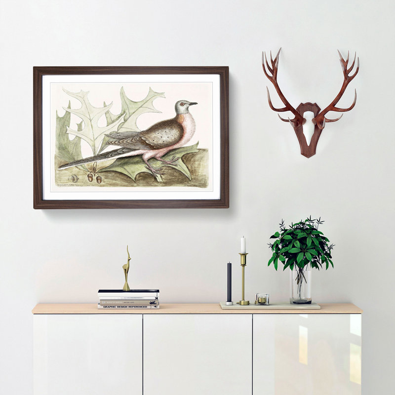 Pigeon of Passage by Mark Catesby - Picture Frame Painting Print, Walnut Framed, 48cm H x 65cm W x 2cm D